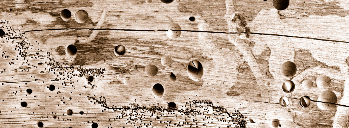 Was ist der Unterschied zwischen Hausbock, Holzbock und Holzwurm?