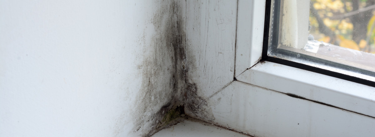 Schimmelgutachten Schimmelgutachten